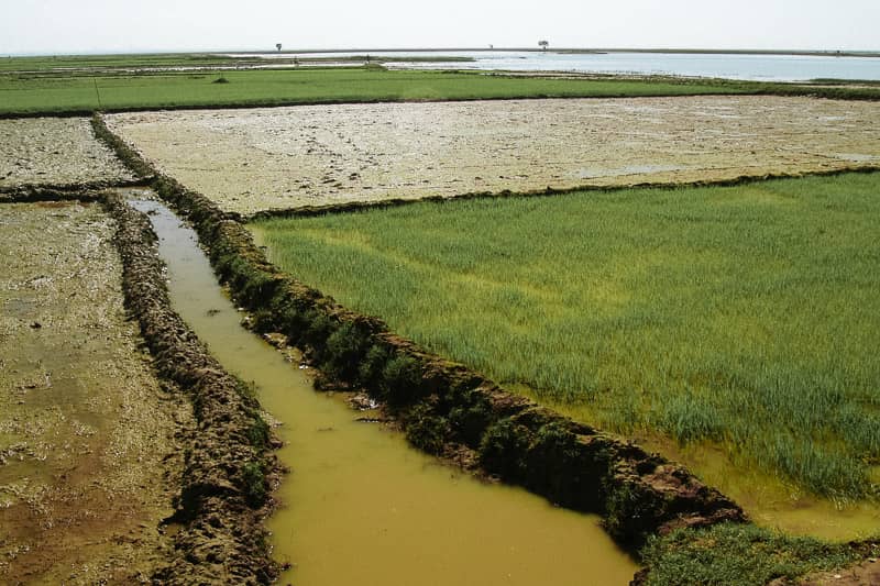 Terres humides au Bangladesh