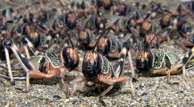 Criquets pèlerins adultes, photo : Kountaro Maeno