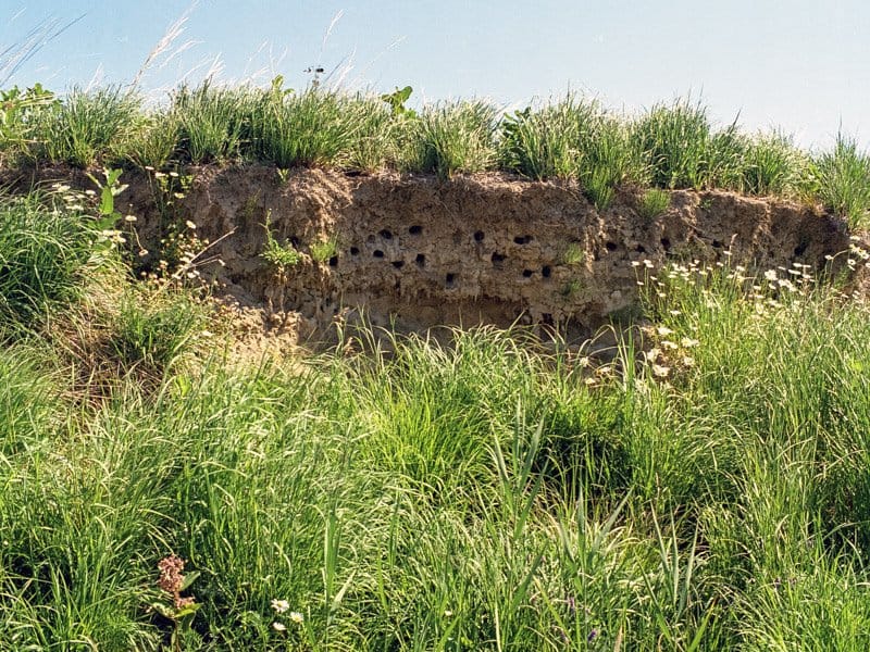 Colonie d’hirondelles de rivage près de la tête de l’île