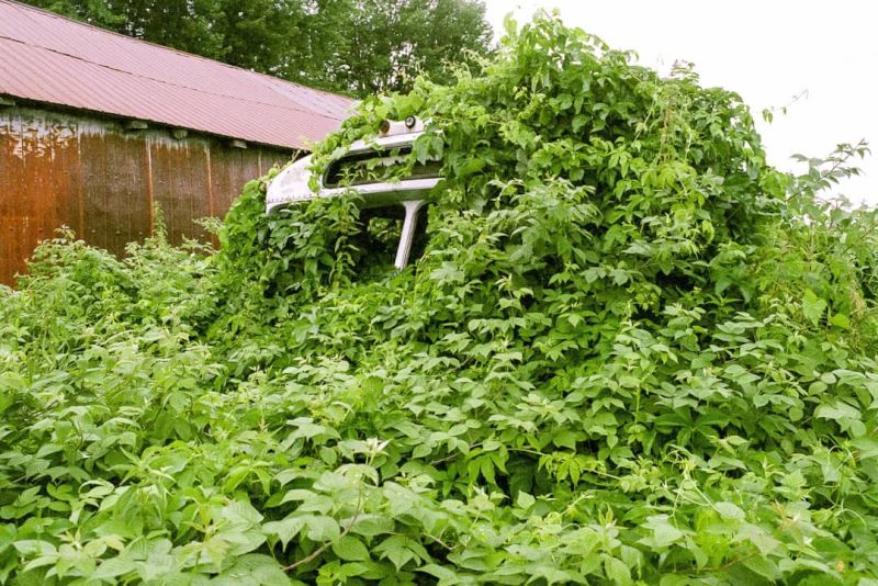 Autobus abandonné à côté de la « shed à voiture »